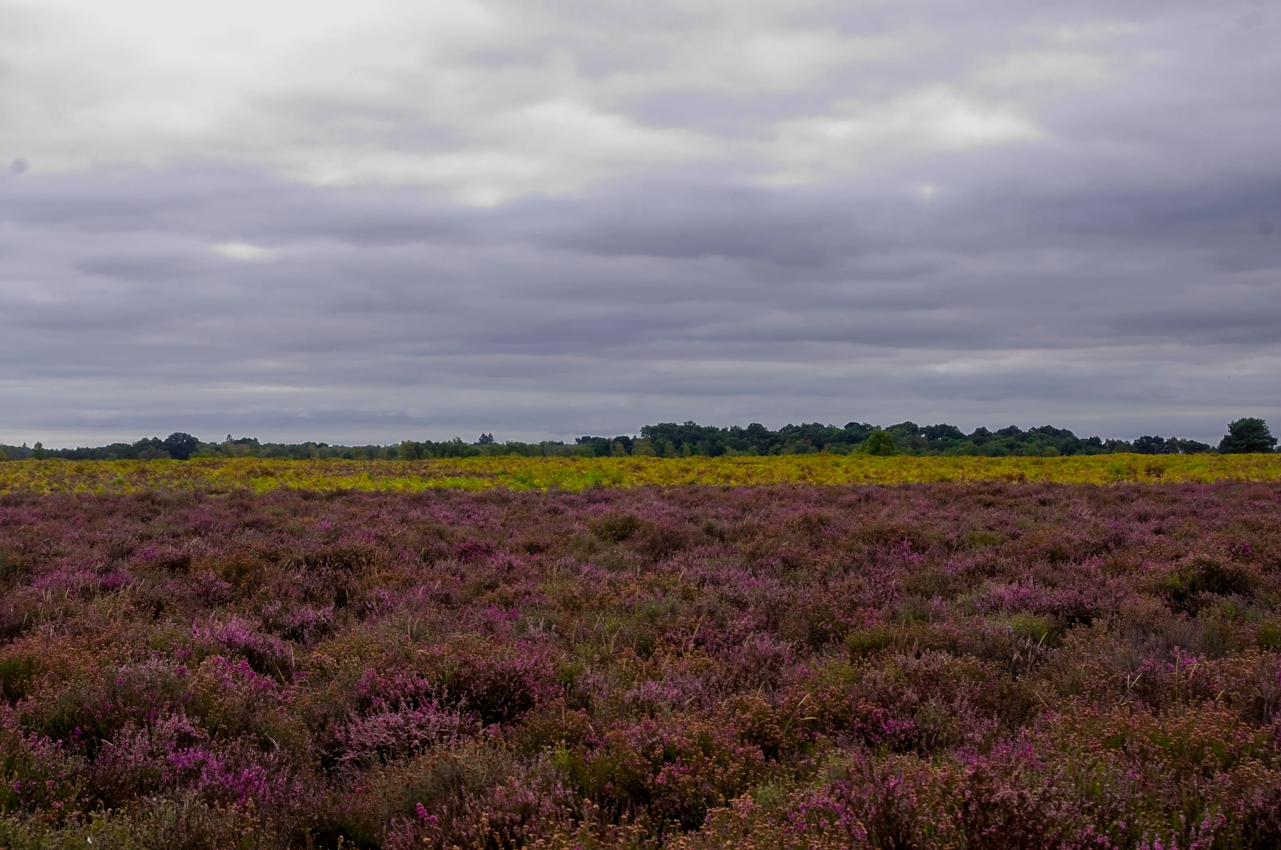 A landscape of purple and yellow heather with cloudy sky