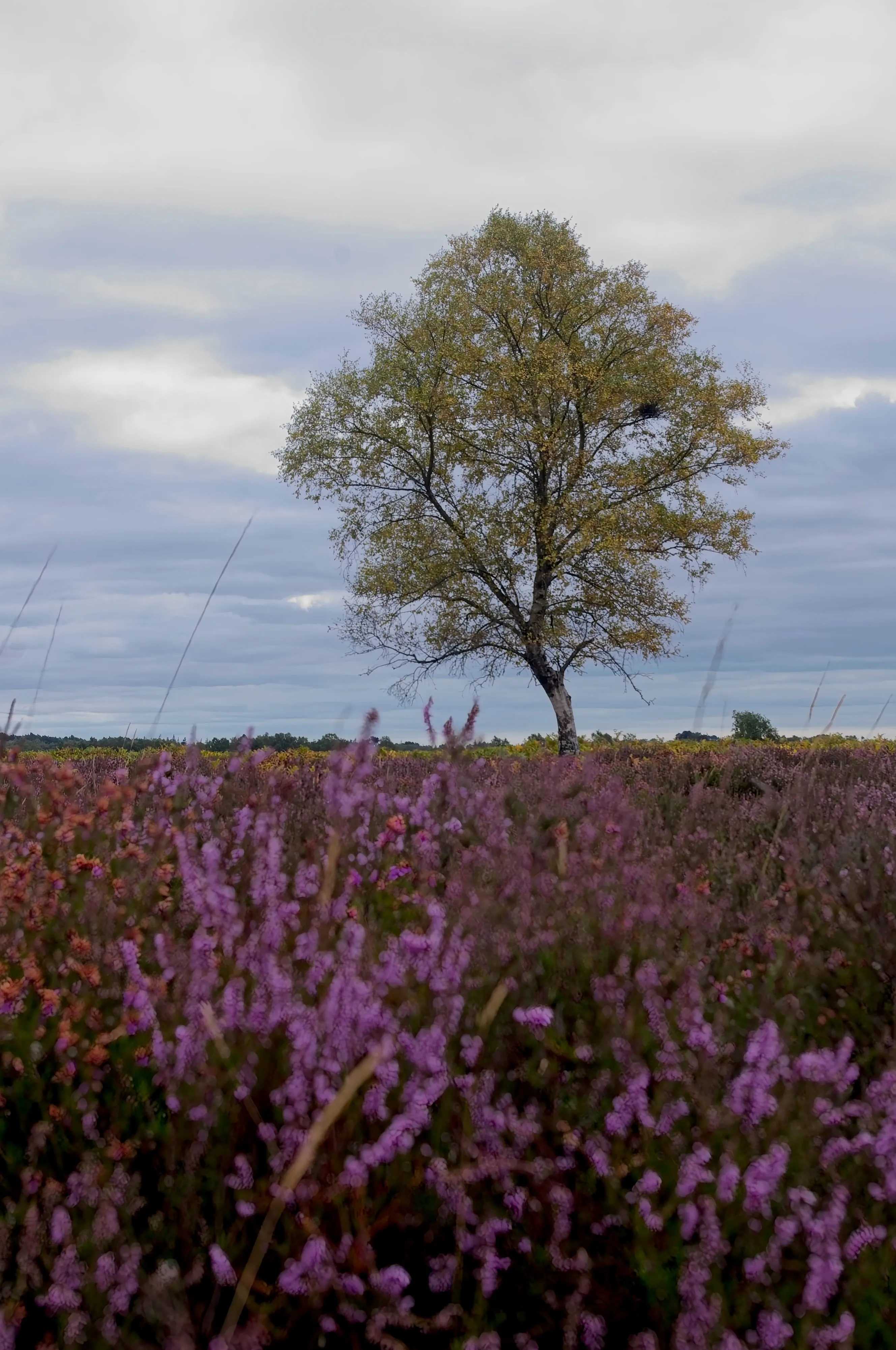 A lone tree with purple heather surrounding it