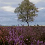 Rockford Common