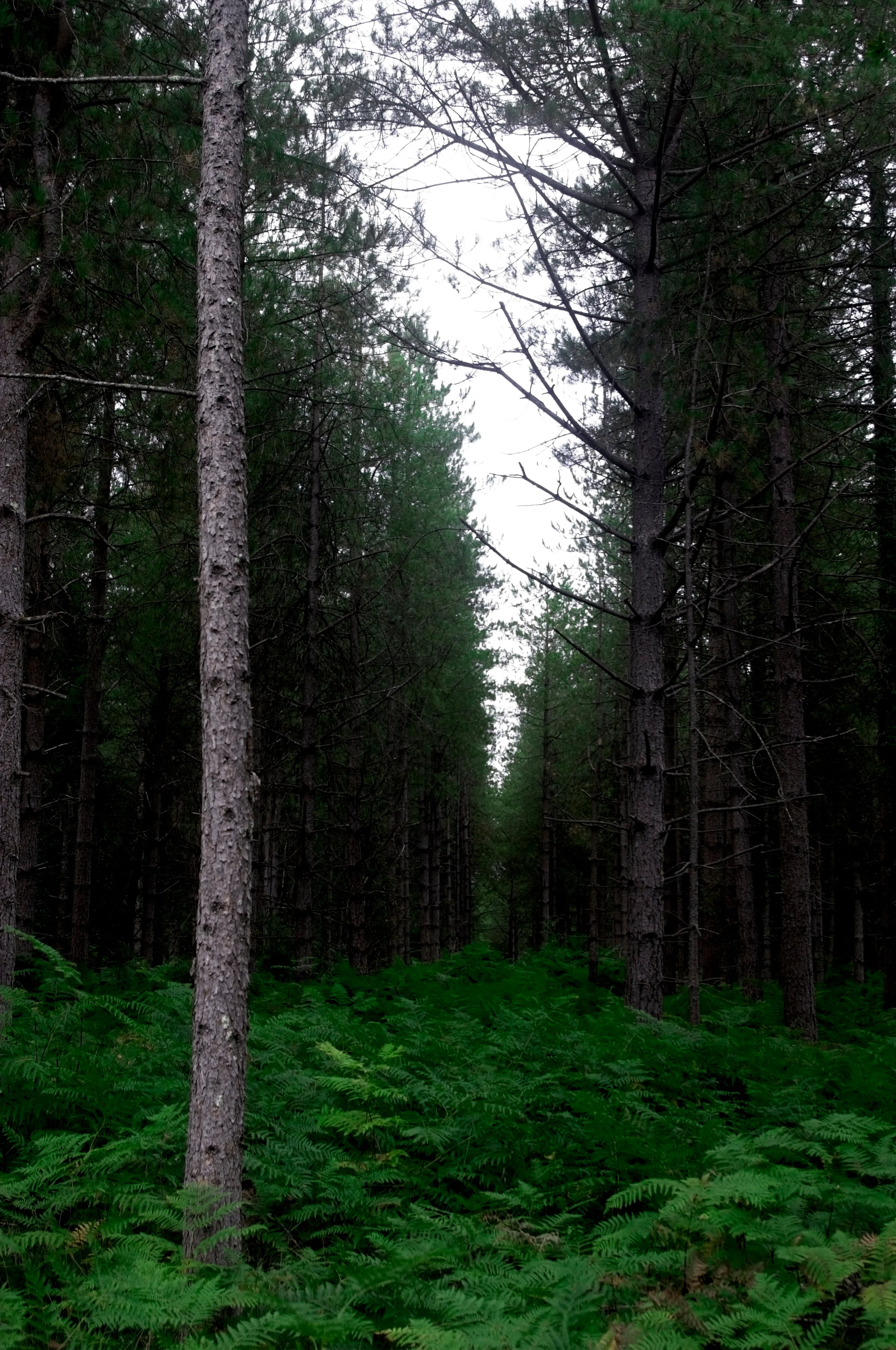 A look into a forest