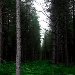 Blackwater Arboretum