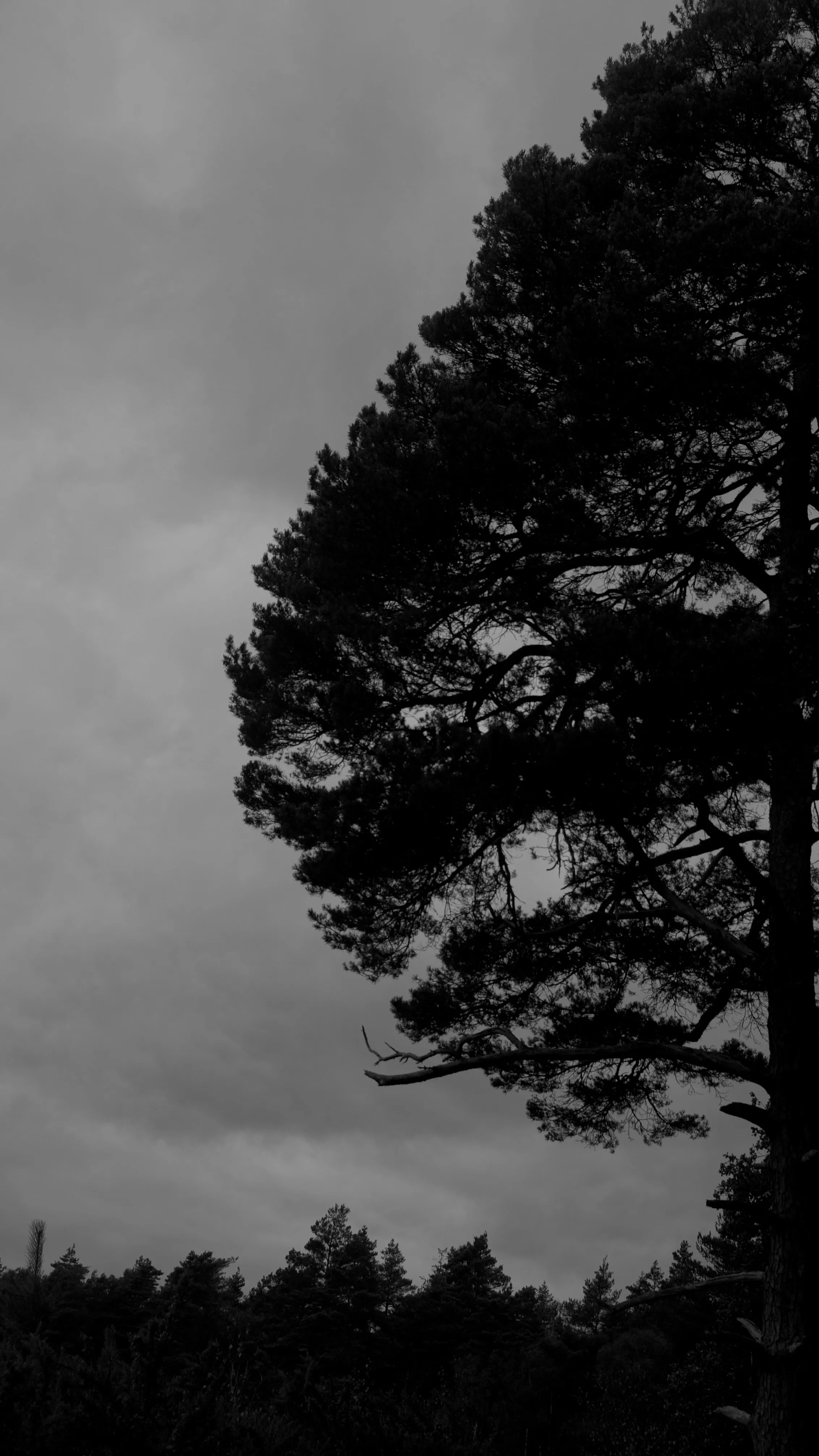 A large tree silhouetted against a grey sky