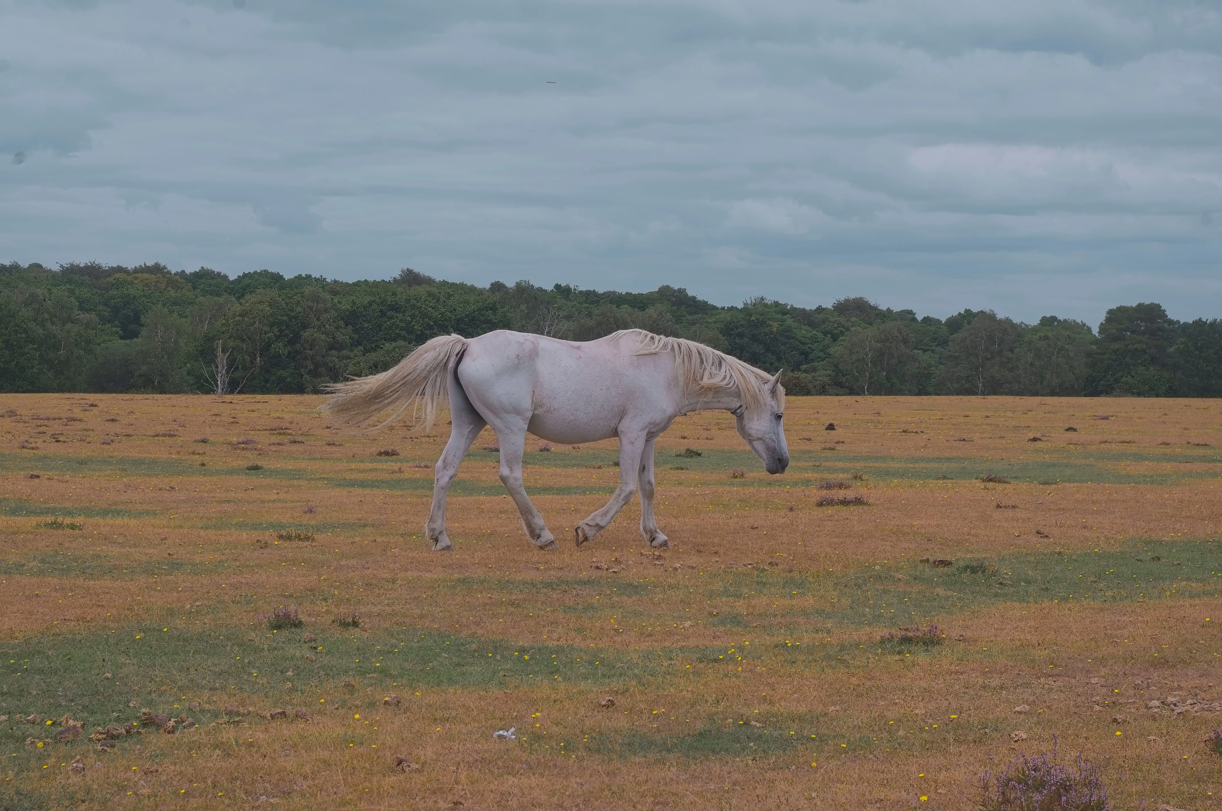 A white pony galloping across a moor