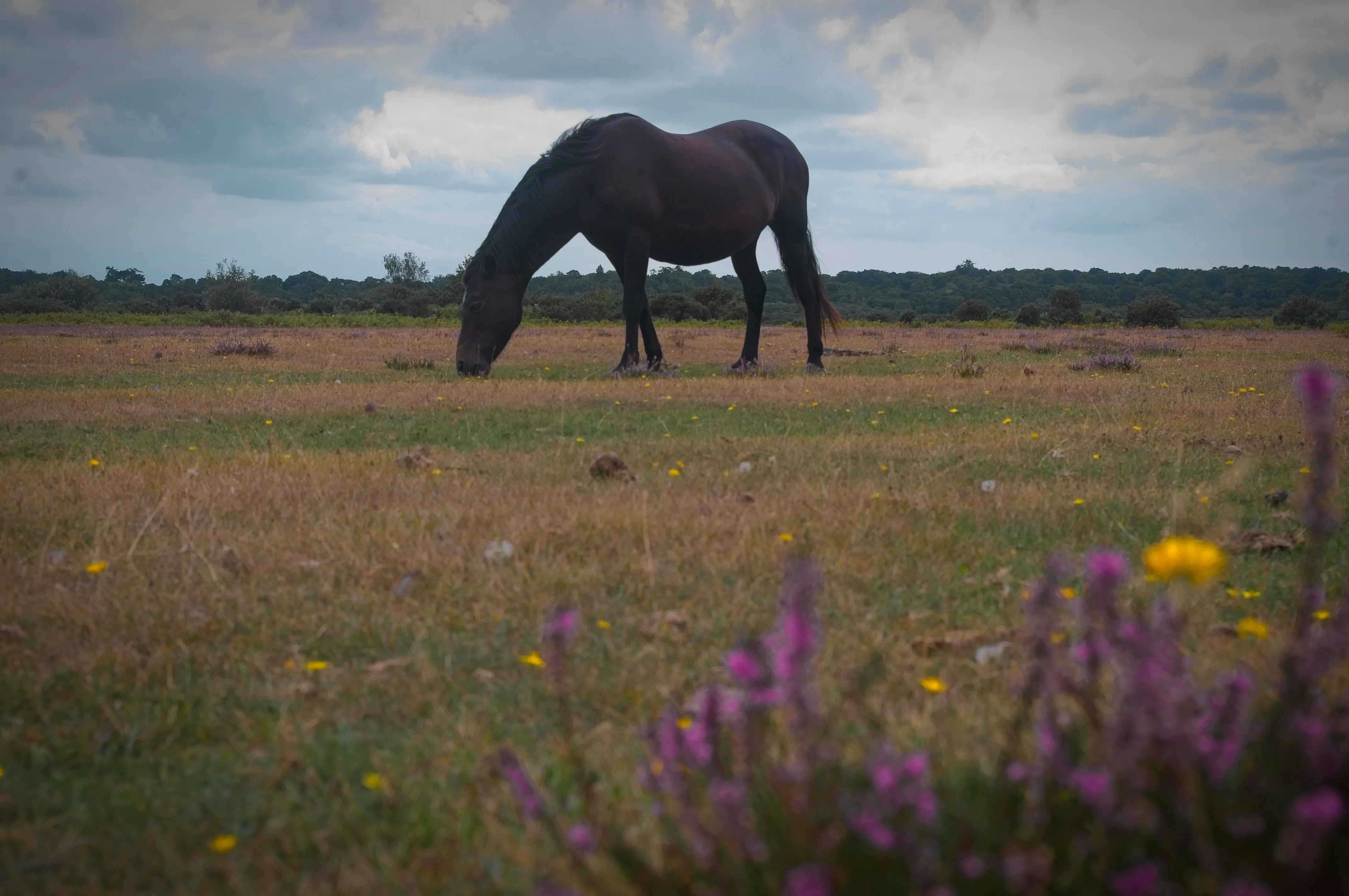 A black New Forest pony eating grass with pink flowers in front of it
