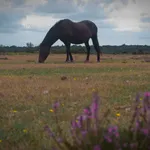 Whitefield Moor