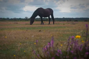 Whitefield Moor
