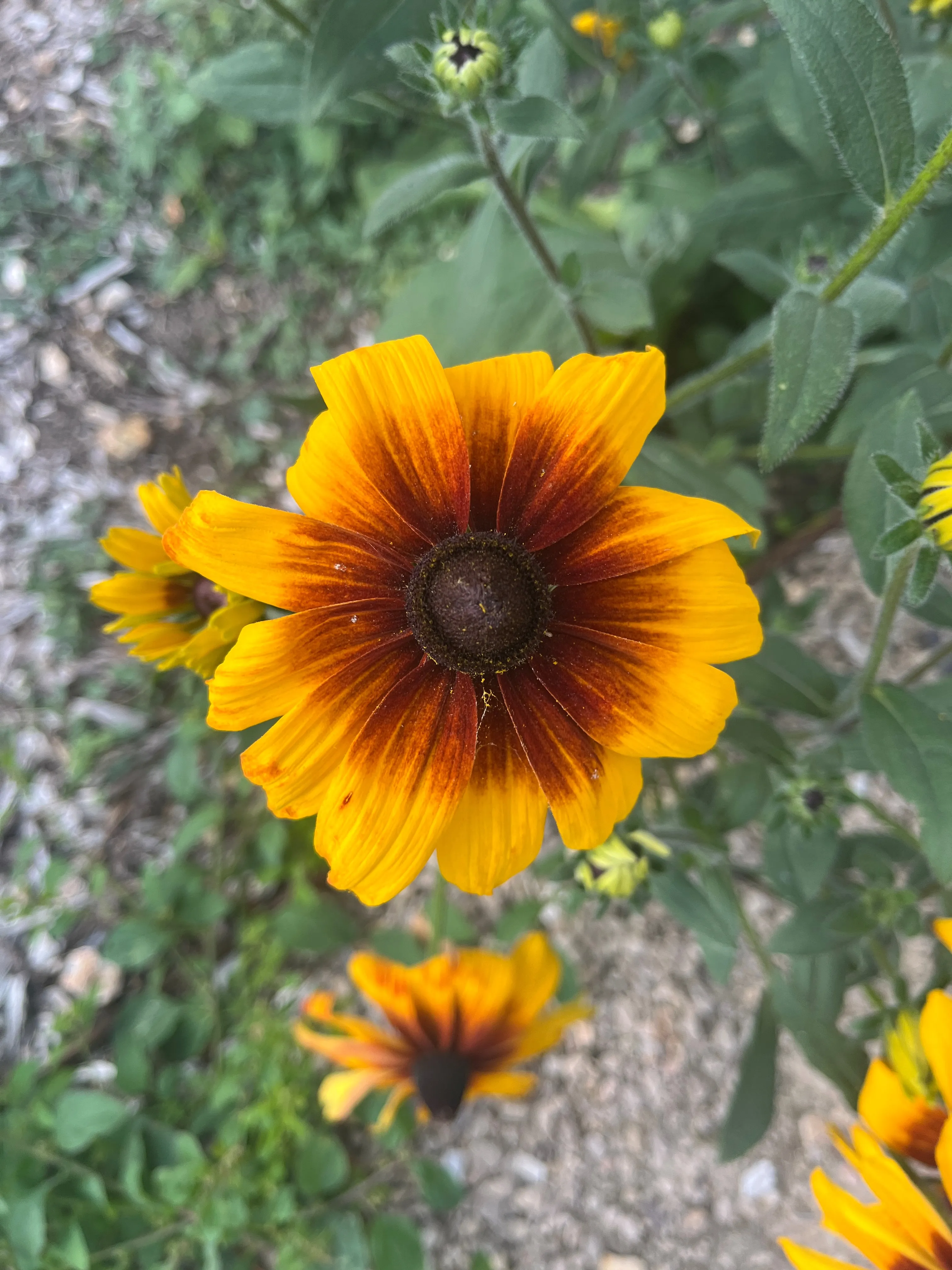 A yellow flower