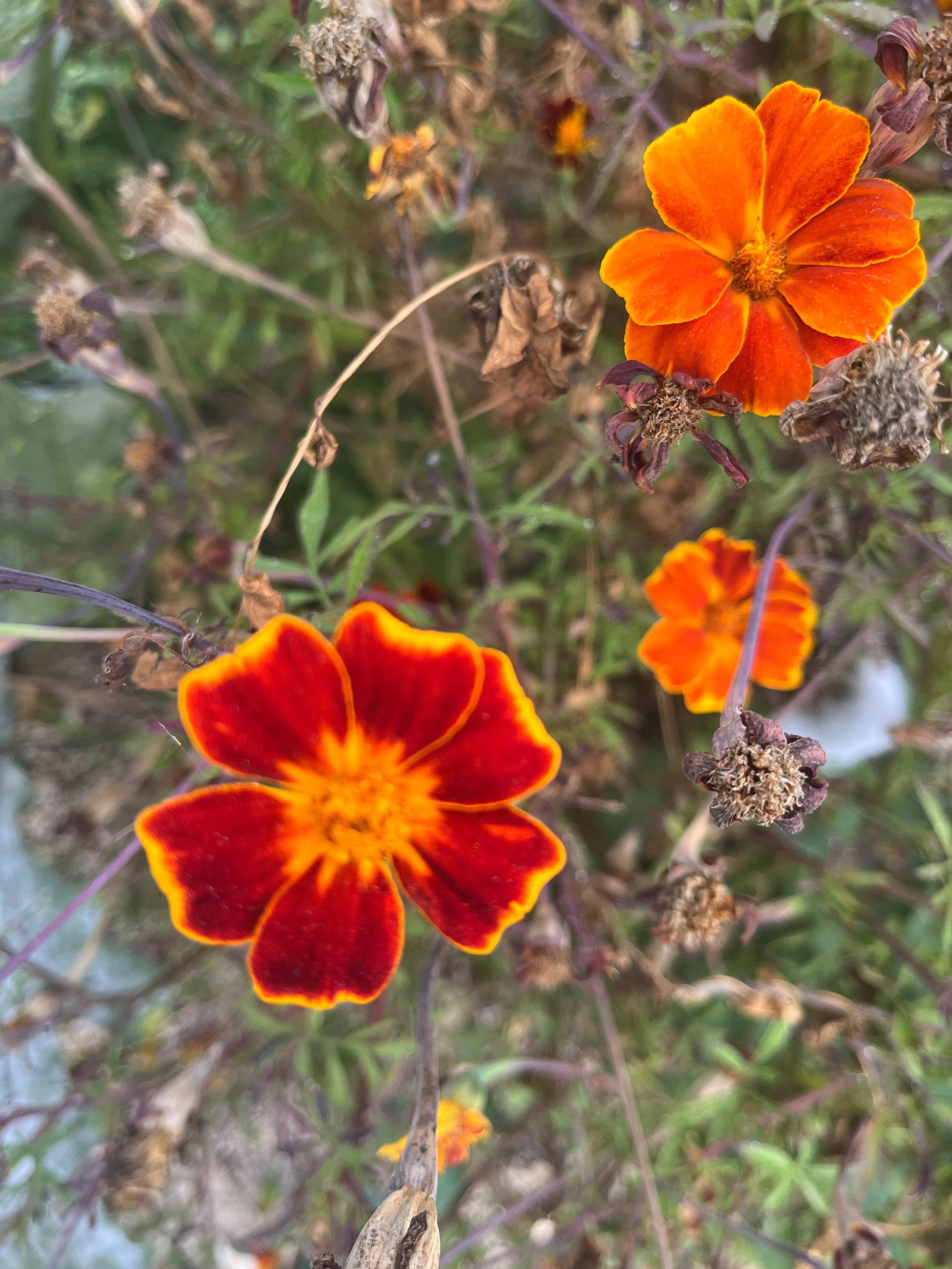 A orange flower