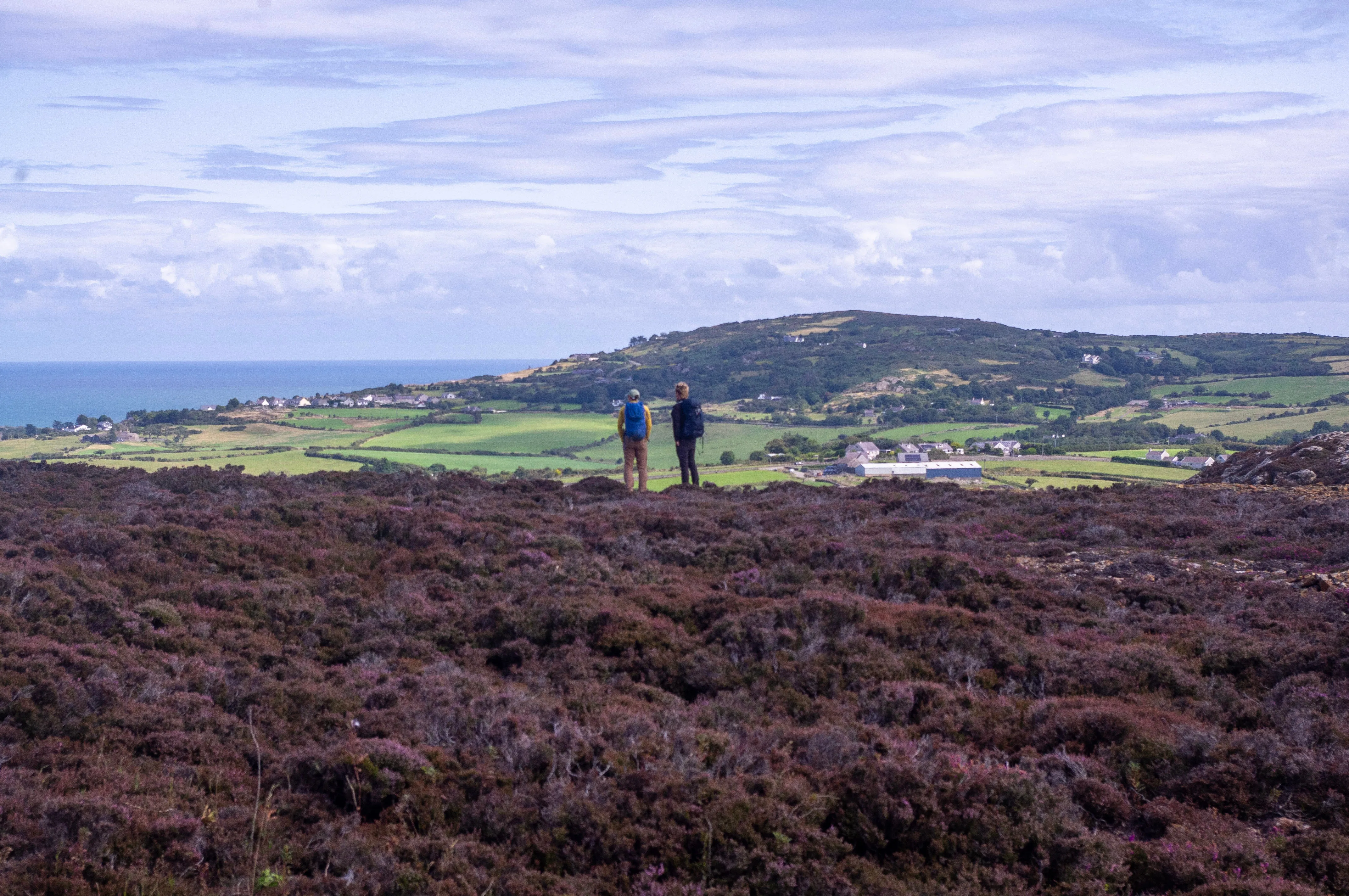 Two people standing in a field of purple heather looking out over far fields and the sea