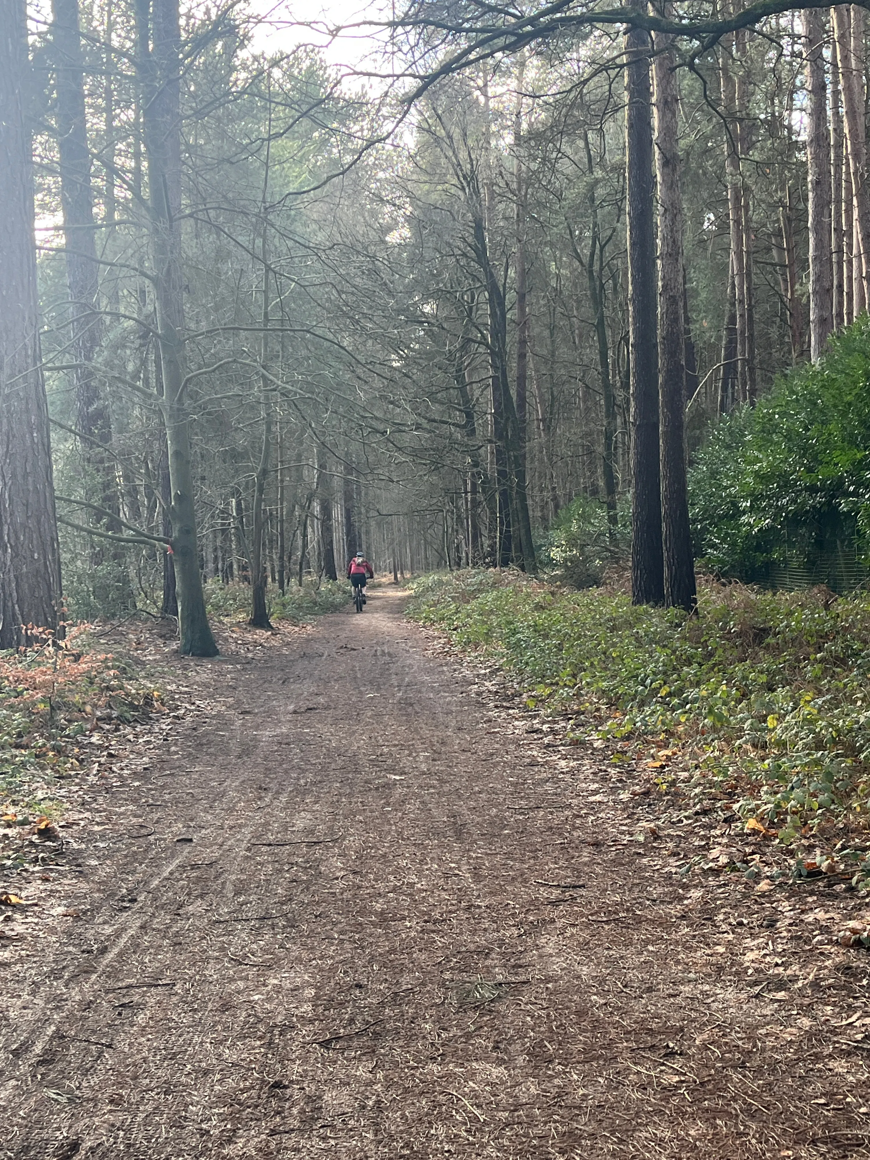 Sherwood Forest