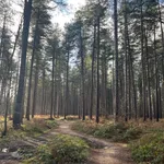 Sherwood Forest