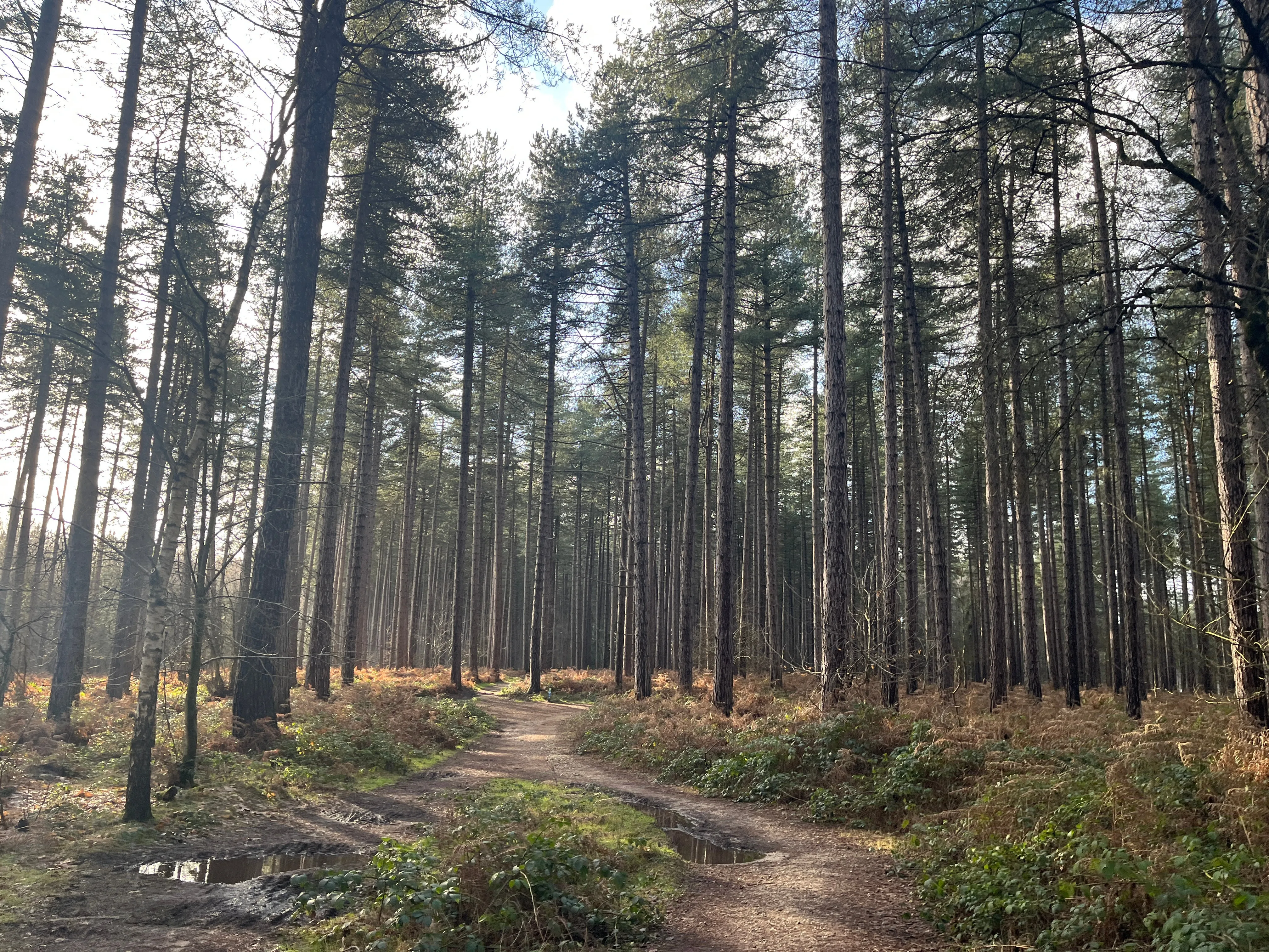 Sherwood Forest