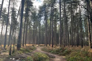 Sherwood Forest