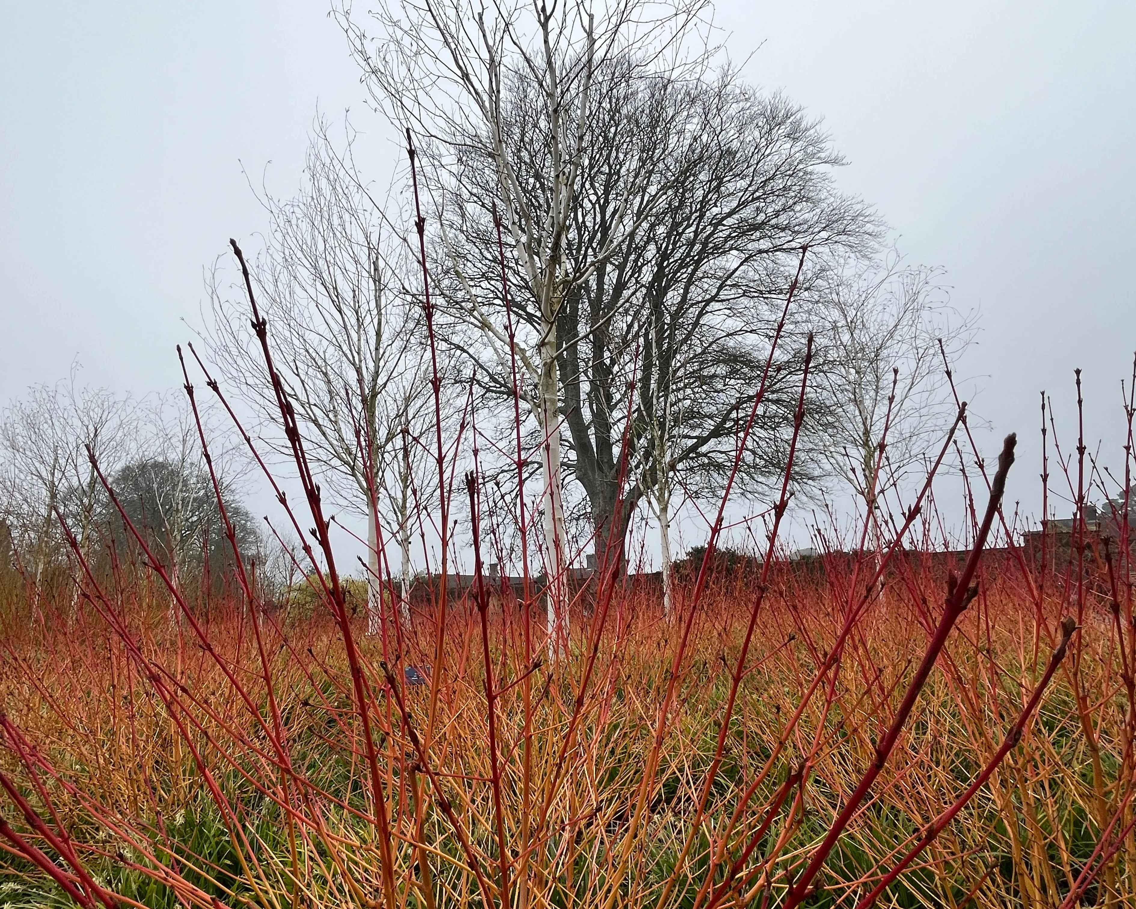 Red plants