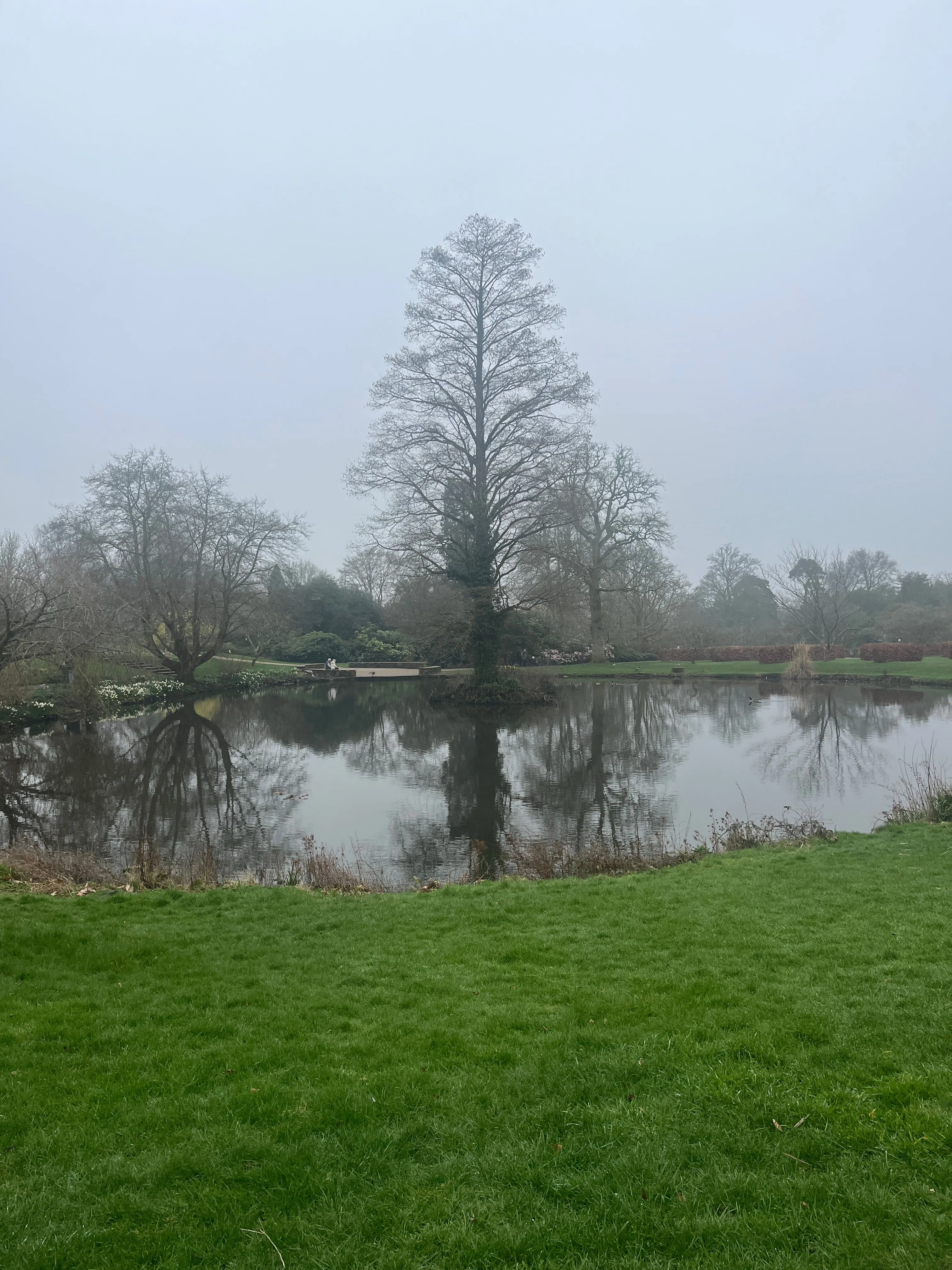 A lake with a tree