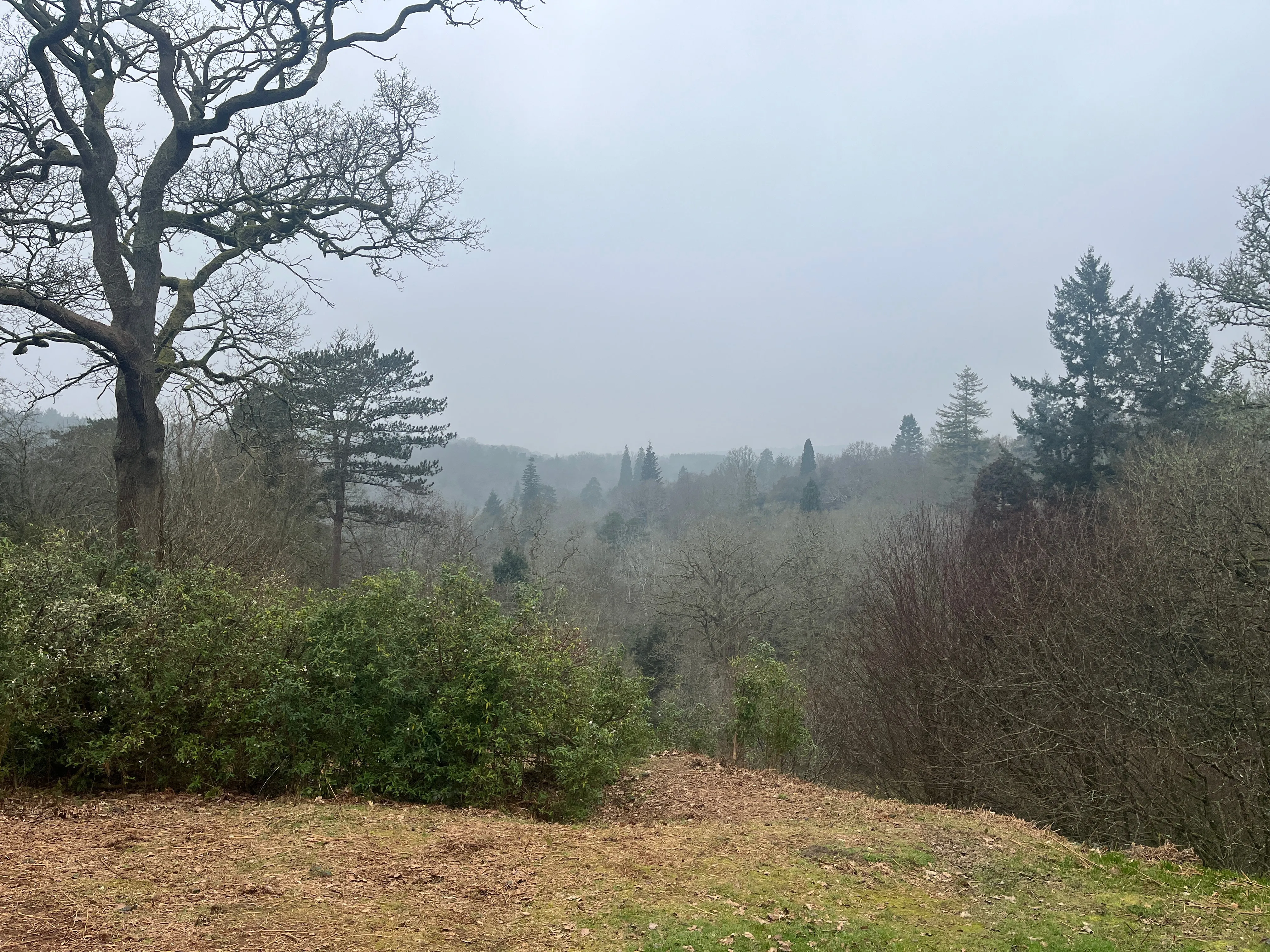 A view looking down over a forest
