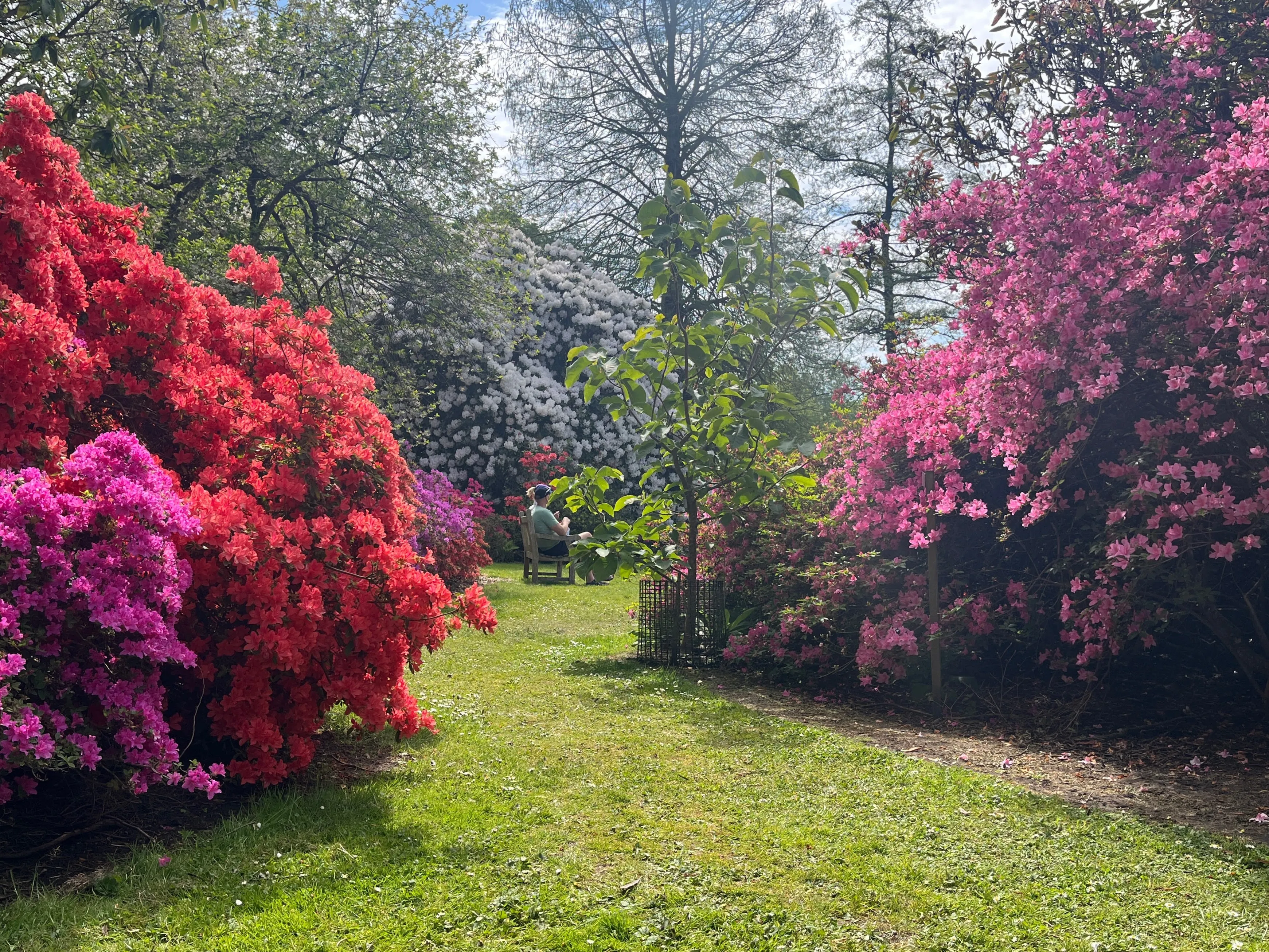 Large plants with red, pink, purple and white flowers
