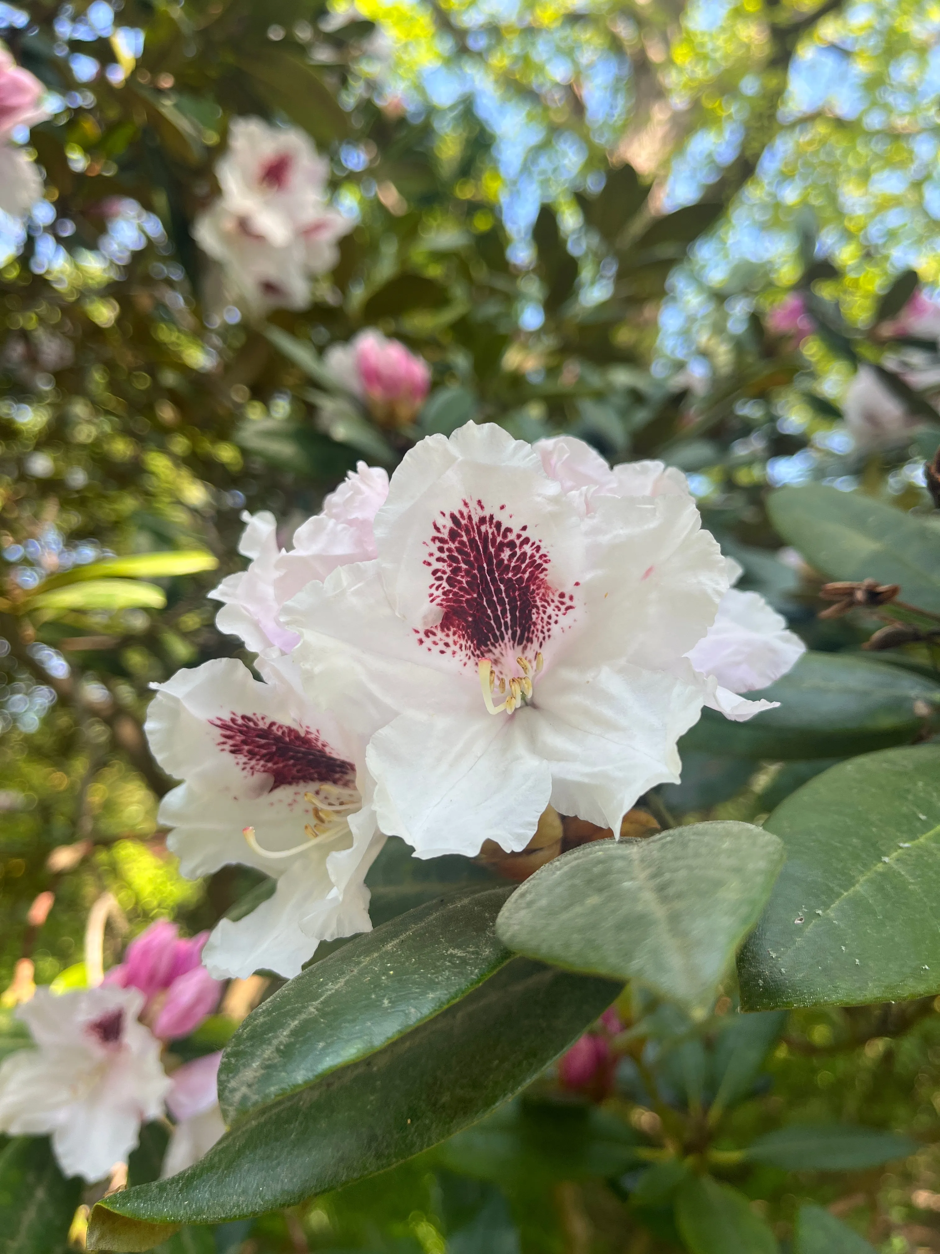 A white flower with purple centre