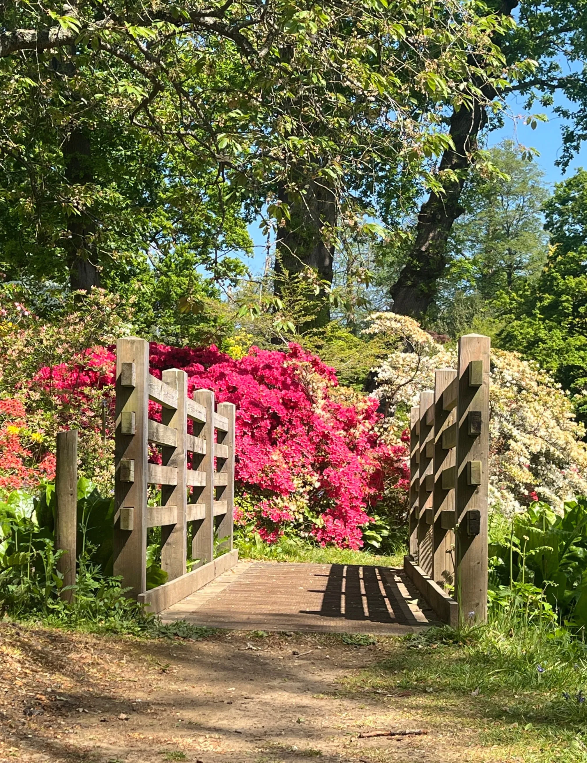 A bridge with pink flowers on the far side
