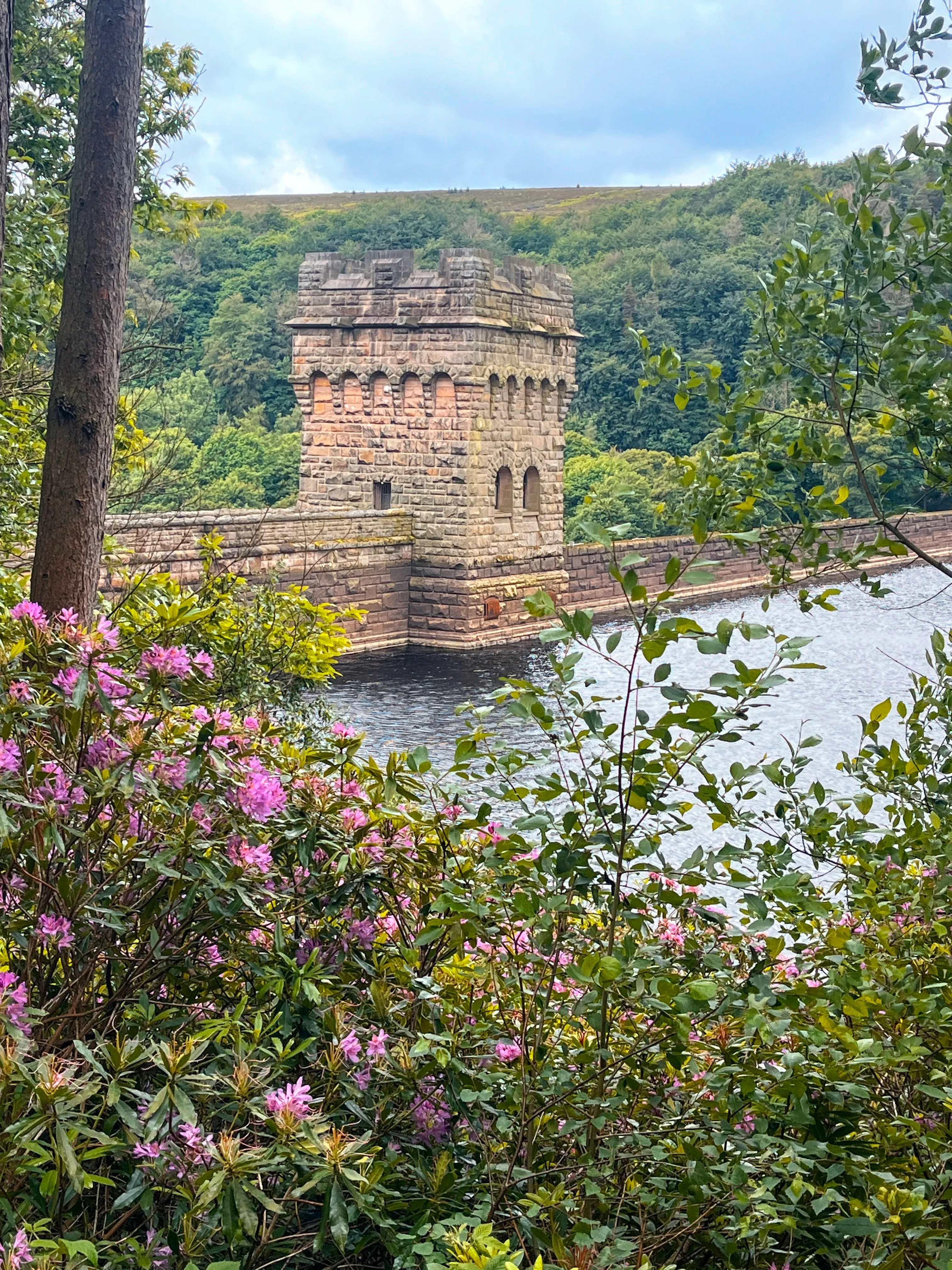 Some pink flowers in front of a dam