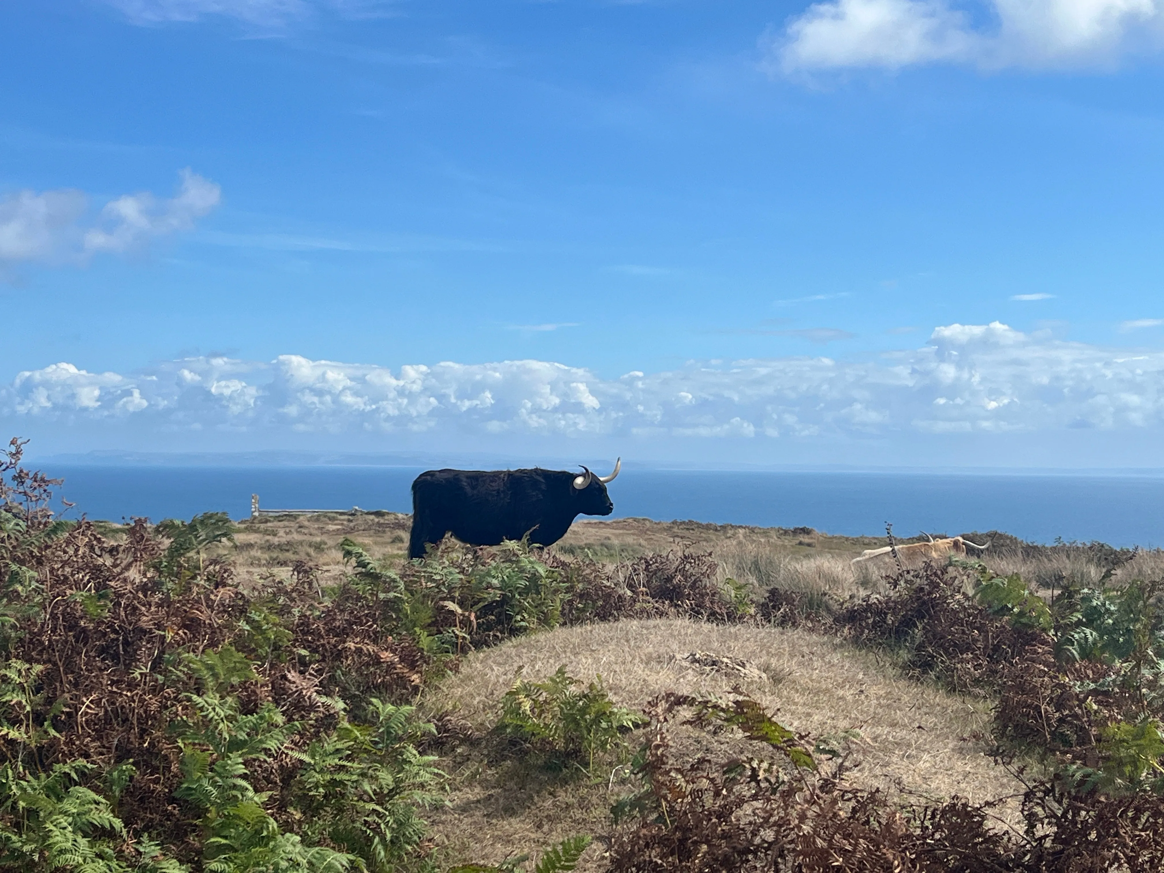 A fluffy black cow with horns and sea in the background
