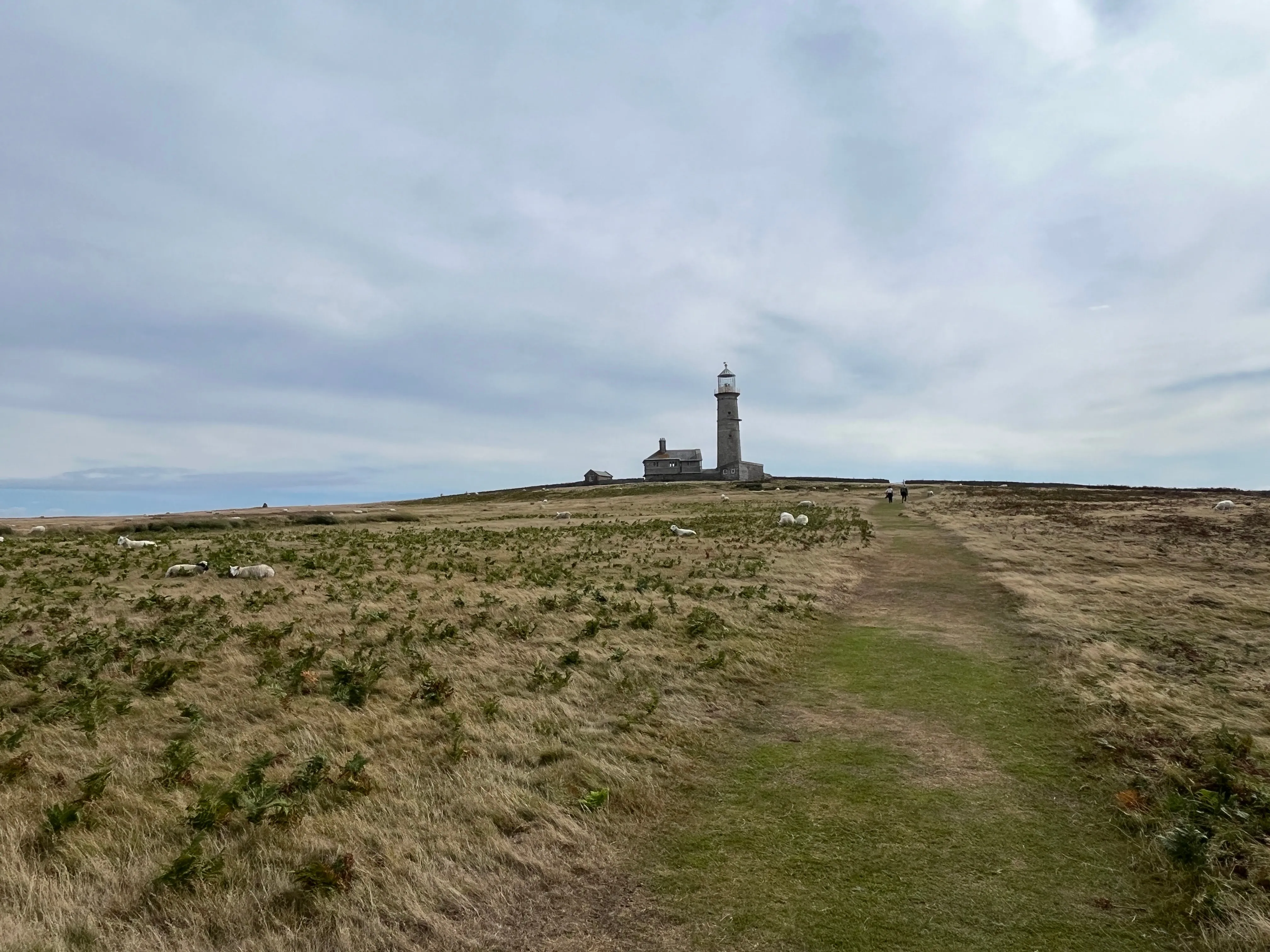 A lighthouse in the distance with sheep in the foreground.